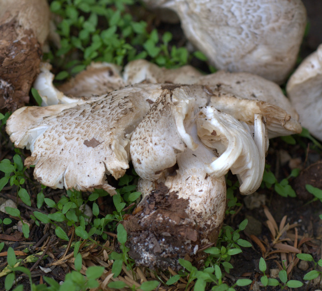 Tricholoma filamentosum o Tricholoma pardinum v filamentosum